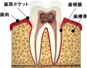 疾患の構造を読み解く歯周組織の「土台のメカニズム」を解明